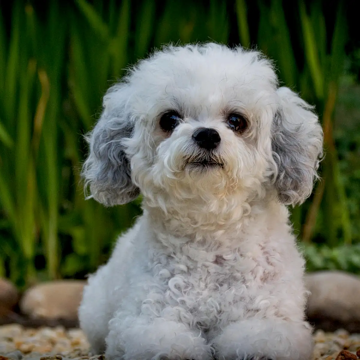 Bolonka Zwetna Erziehung