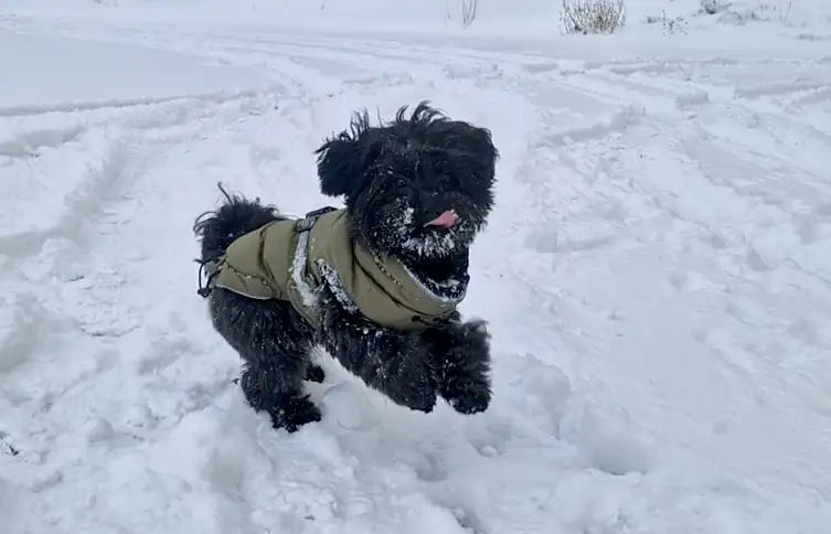 Bolonka Zwetna Kevin im Winter