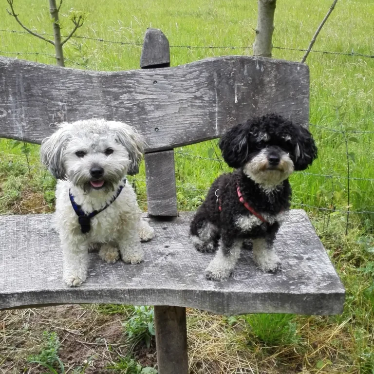 Bolonka Zwetna Rasseportrait